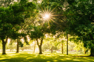 park