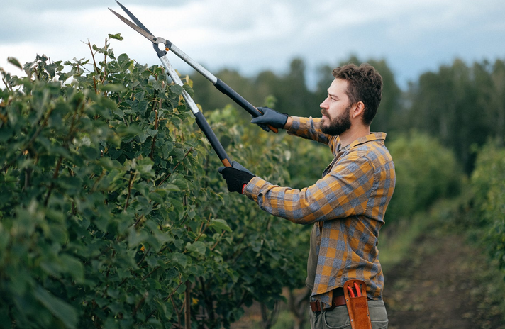 pruning